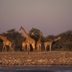 Fotoreise Namibia Botswana mit Christian Heeb